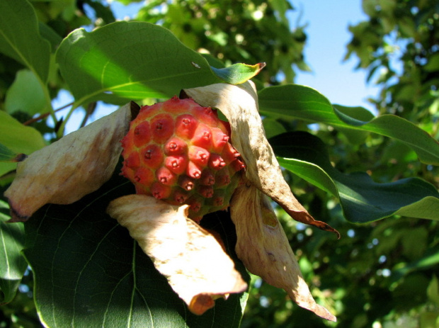 Wrześniowy Dereń kousa (Cornus kousa)