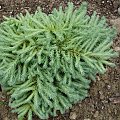 Larix kaempferi 'Tunis'