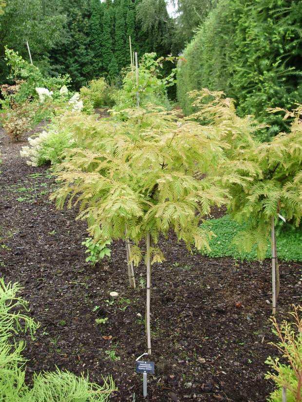 Metasequoia glyptostroboides 'Matthaei Broom'