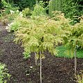 Metasequoia glyptostroboides 'Matthaei Broom'