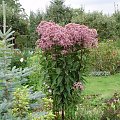 Eupatorium purpureum