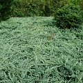 Juniperus horizontalis 'Bar Harbor'