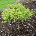 Taxodium distichum 'Secrest'