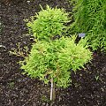 Taxodium distichum 'Schloss Herten'