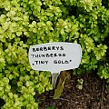 Berberis thunbergii 'Tiny Gold' Ž