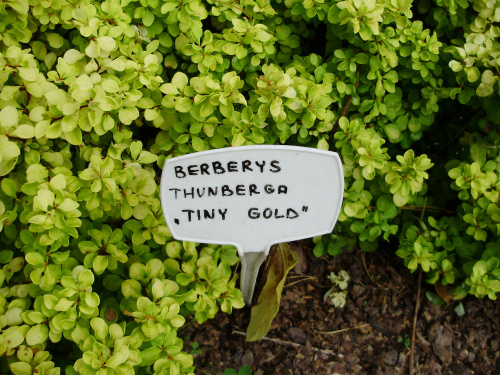 Berberis thunbergii 'Tiny Gold' Ž