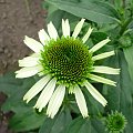 Echinacea 'Coconut Lime' - początek kwitnienia