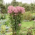 Eupatorium purpureum