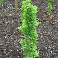 Taxodium distichum 'Peve Minaret'