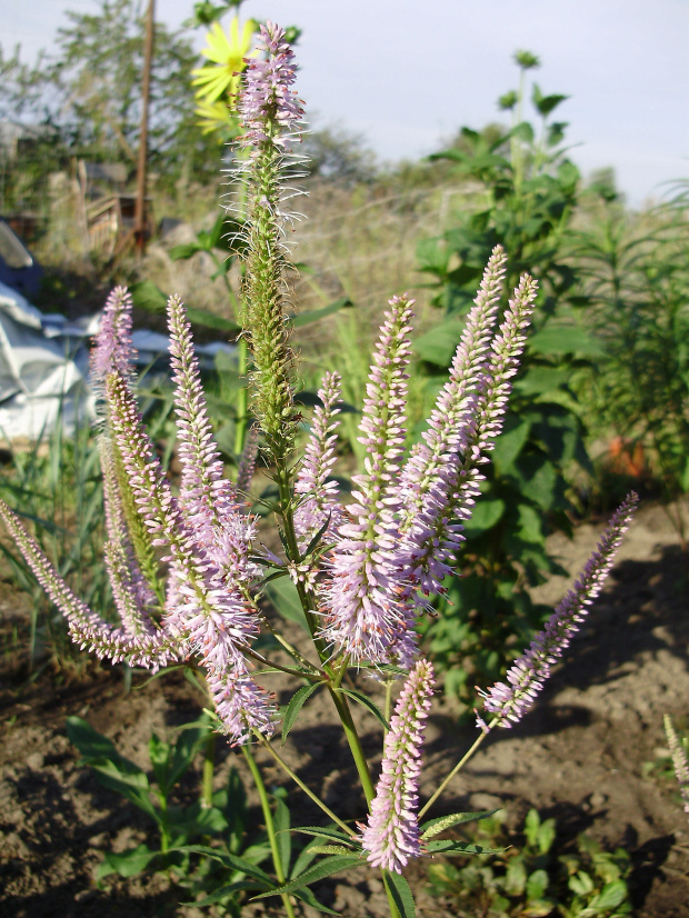 Veronicastrum virginicum 'Fascination'