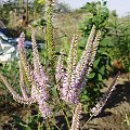 Veronicastrum virginicum 'Fascination'