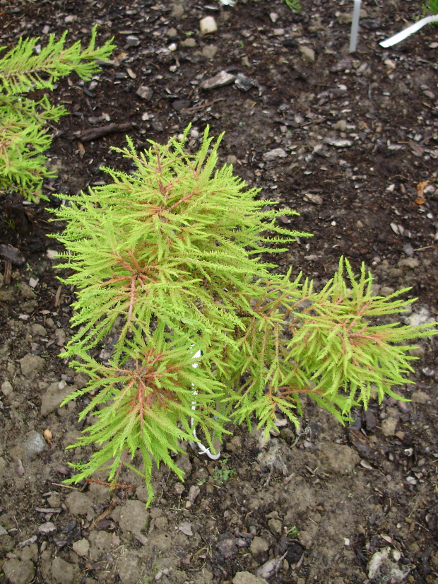 Taxodium distichum 'Cave Hill'