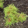 Taxodium distichum 'Cave Hill'