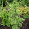 Taxodium ascendens 'Nutans'