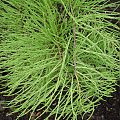 Taxodium ascendens 'Nutans'