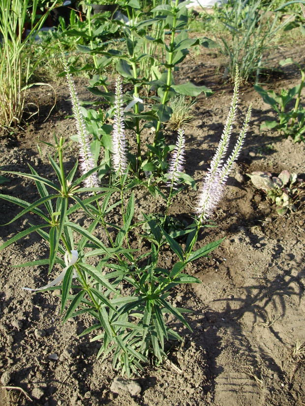 Veronicastrum virginicum 'Lavendelturm'