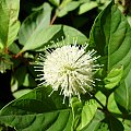 Cephalanthus occidentalis