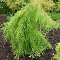 Taxodium distichum 'Pendulum Novum'