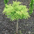 Taxodium distichum 'Secrest'