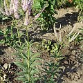 Veronicastrum virginicum 'Fascination'