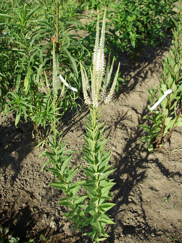 Veronicastrum virginicum 'Pink Glow' ?