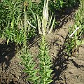 Veronicastrum virginicum 'Pink Glow' ?