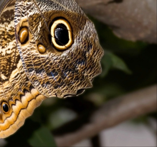 "Oko Dinozaura" #motyle #macro #alicjaszrednicka