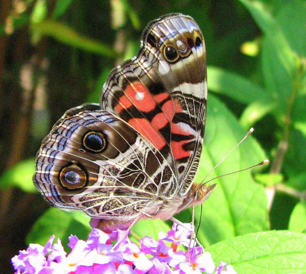 Czerwony admiral-Red admiral-Vanessa atalanta