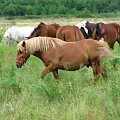 Nieszkowice, pastwisko wśród lasów
09.07.2007 #Fundacja #Tara #Nieszkowice #Scarlet