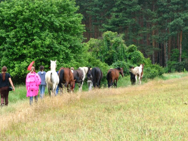 Nieszkowice, pastwisko wśród lasów
09.07.2007 #Fundacja #Tara #Nieszkowice #Scarlet