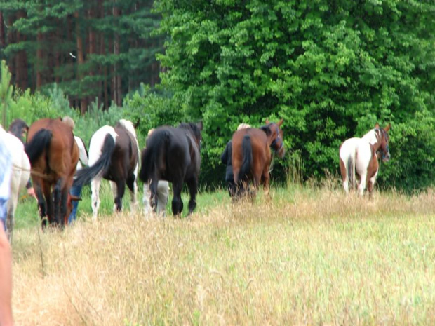 Nieszkowice, pastwisko wśród lasów
09.07.2007 #Fundacja #Tara #Nieszkowice #Scarlet