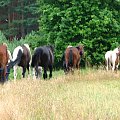 Nieszkowice, pastwisko wśród lasów
09.07.2007 #Fundacja #Tara #Nieszkowice #Scarlet