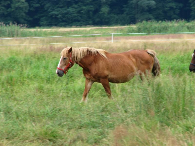 Nieszkowice, pastwisko wśród lasów
09.07.2007 #Fundacja #Tara #Nieszkowice #Scarlet