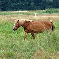 Nieszkowice, pastwisko wśród lasów
09.07.2007 #Fundacja #Tara #Nieszkowice #Scarlet