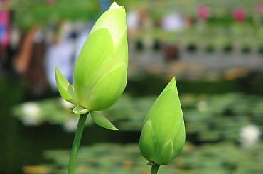 Pieknosci wodne,cz.2 #RoslinyWodne