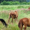 Nieszkowice, pastwisko wśród lasów
09.07.2007 #Fundacja #Tara #Nieszkowice #Scarlet