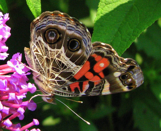 Czerwony admiral-Red admiral-Vanessa atalanta