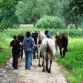 Nieszkowice, pastwisko wśród lasów
09.07.2007 #Fundacja #Tara #Nieszkowice #Scarlet