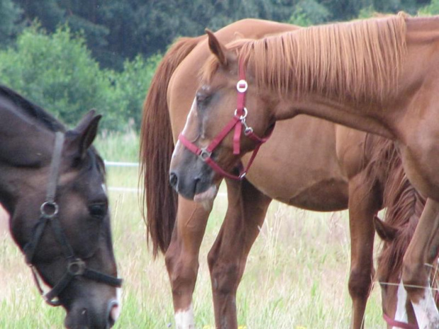 Witeź 09.07.2007 #Fundacja #Tara #Nieszkowice #Scarlet