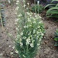 Linaria purpurea 'Alba'