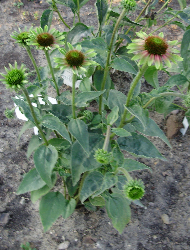 Echinacea purpurea 'Green Envy'