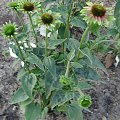 Echinacea purpurea 'Green Envy'