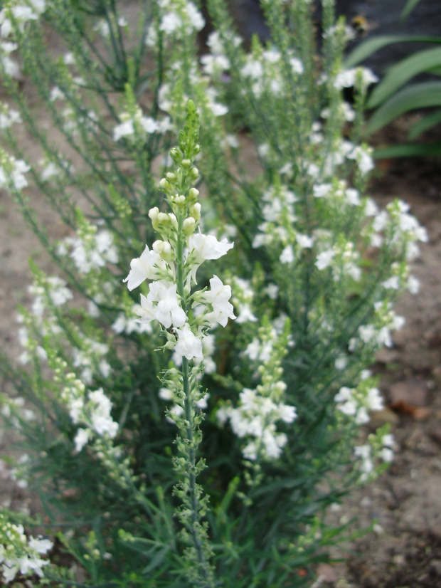 Linaria purpurea 'Alba'
