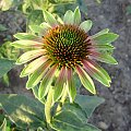 Echinacea purpurea 'Green Envy'