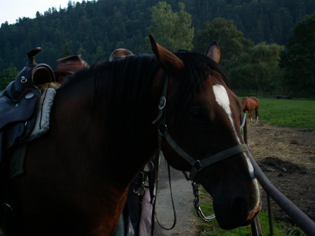 Konie w Kotani