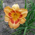 Hemerocallis 'All Fired Up'