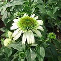 Echinacea 'Coconut Lime'