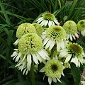 Echinacea 'Coconut Lime'