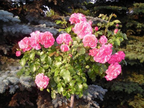 #róże #rośliny #przyroda