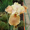 Iris 'Englisch Charm'